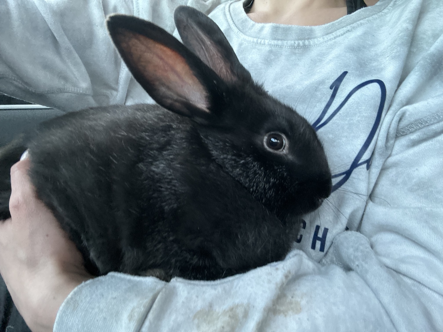 Black Silver Fox rabbit