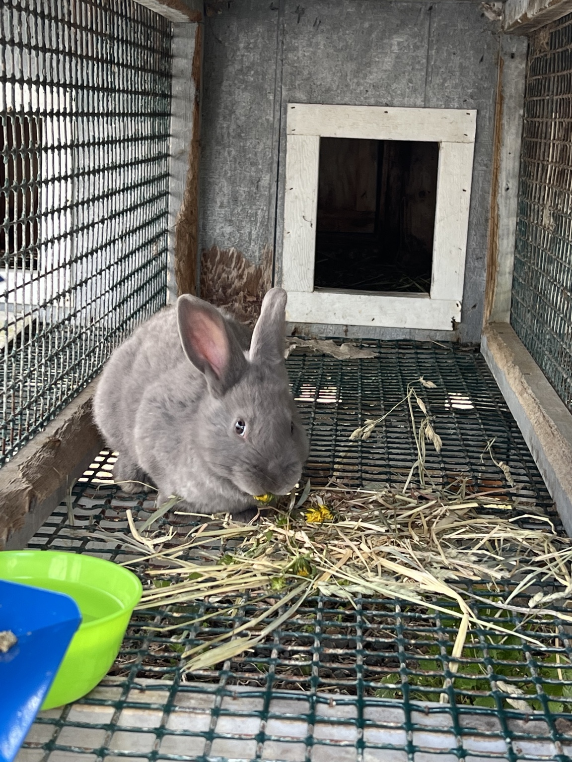 Blue Silver Fox rabbit