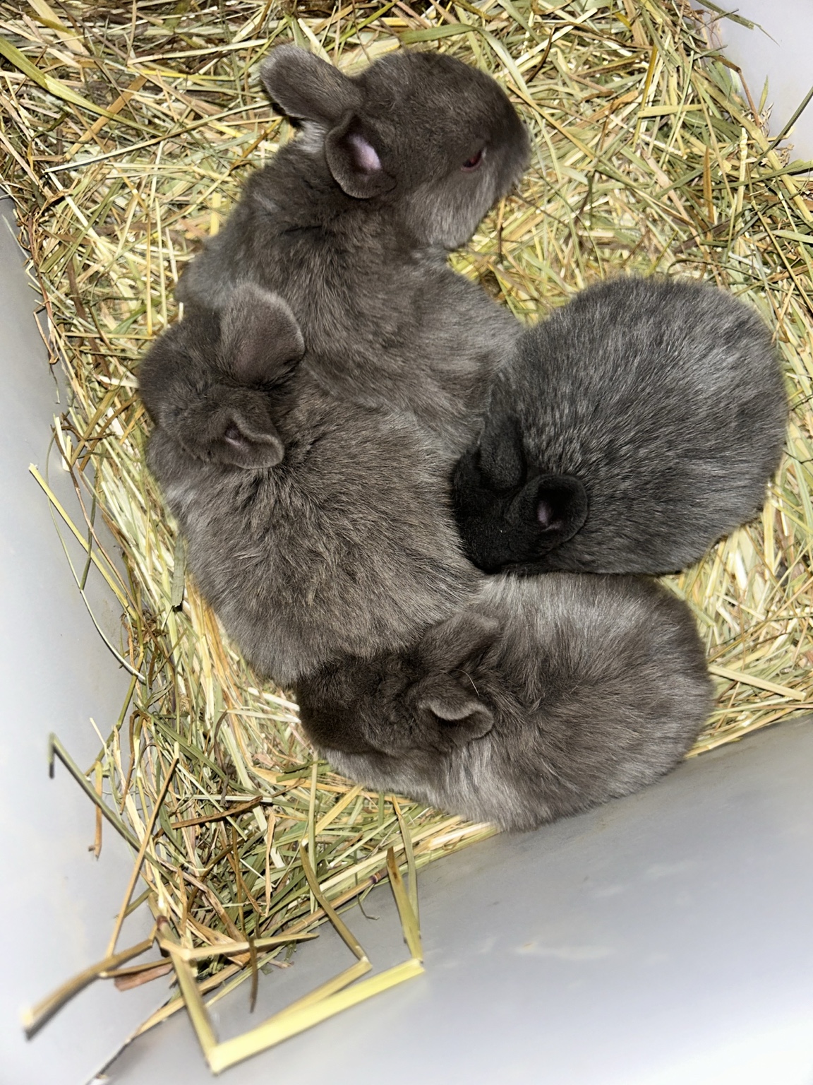 Silver Fox baby rabbits