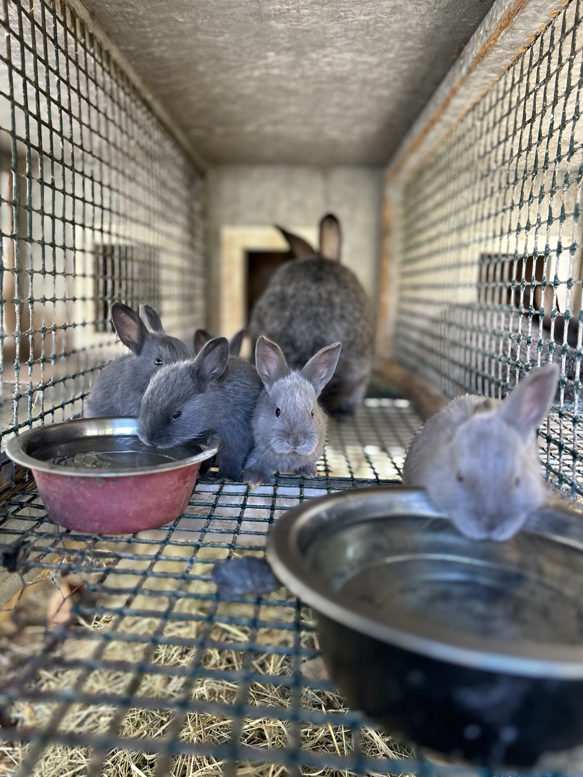 Young Silver Fox rabbit kits available at Waltman Homestead in Pennsylvania