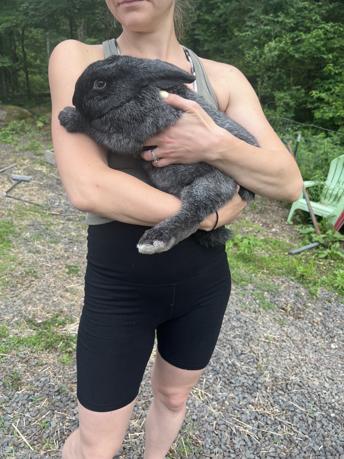 Large Silver Fox rabbit raised at Waltman Homestead