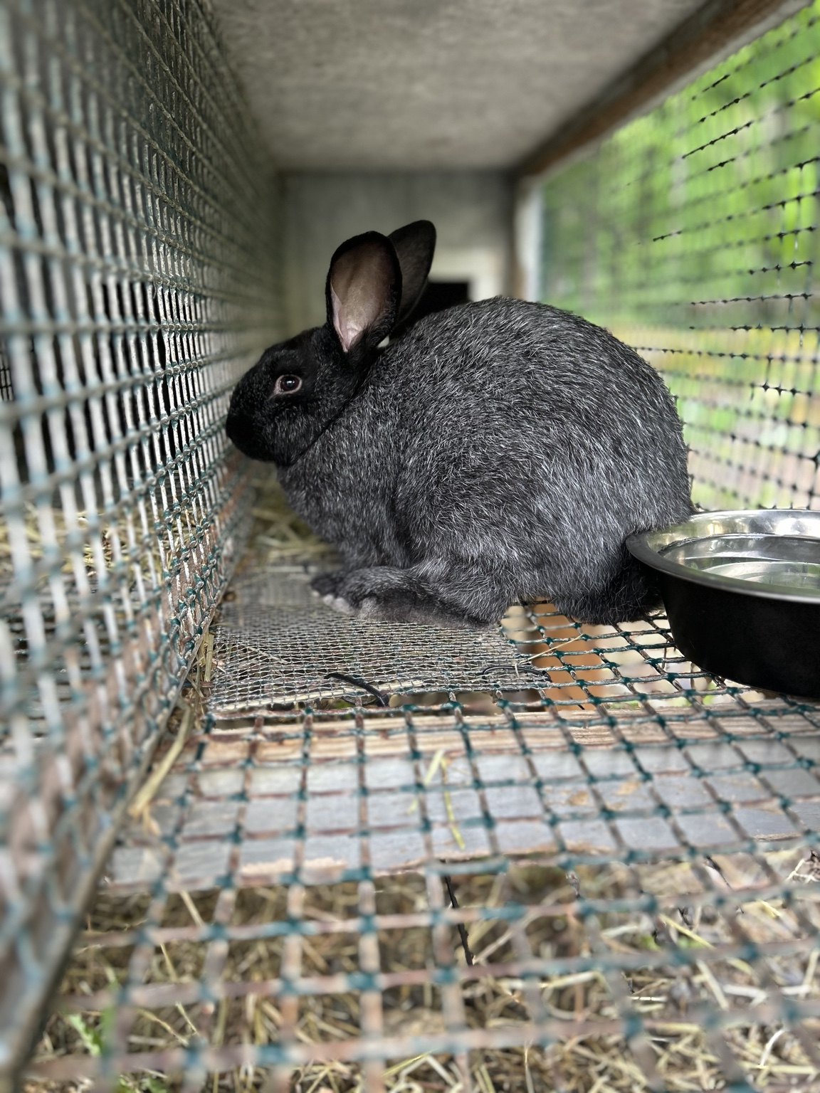 Silver Fox rabbit at Waltman Homestead rabbitry in Kintnersville Pennsylvania