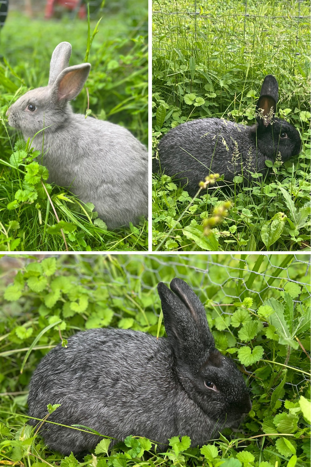 Silver Fox rabbits outdoors