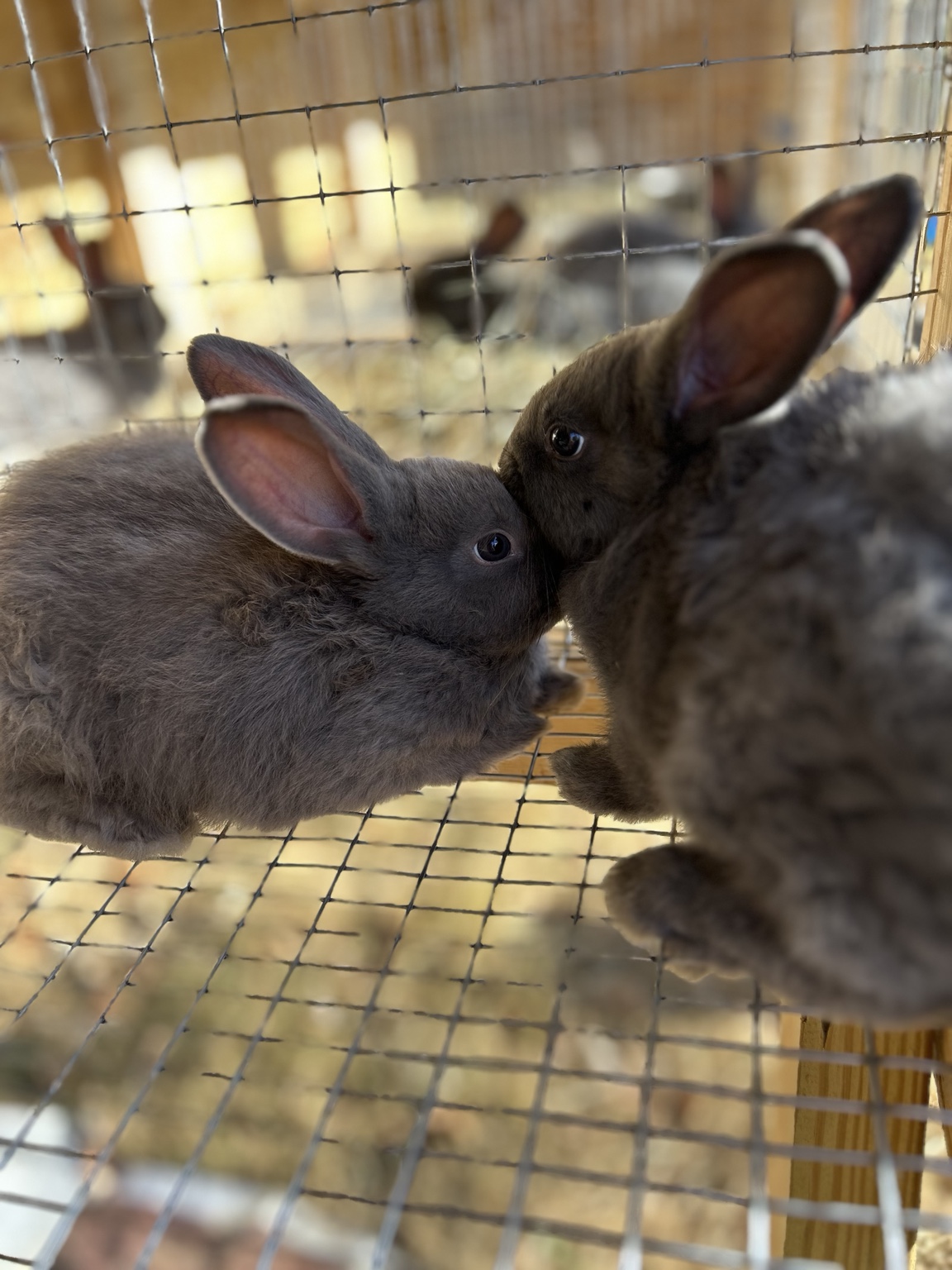 Young Silver Fox rabbits